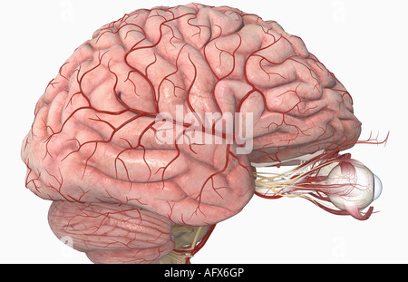 Die Arterien des Gehirns und der Augen Stockfoto