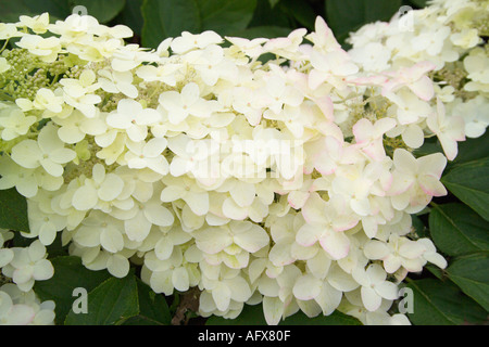 Weiße Hortensie Stockfoto