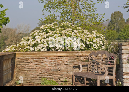 CHOISYA TERNATA (MEXIKANISCHE ORANGENBLÜTEN; MEXIKANISCHE ORANGE BLUME; MEXIKANISCHE ORANGE) HESTERCOMBE GARDEN SOMERSET Stockfoto