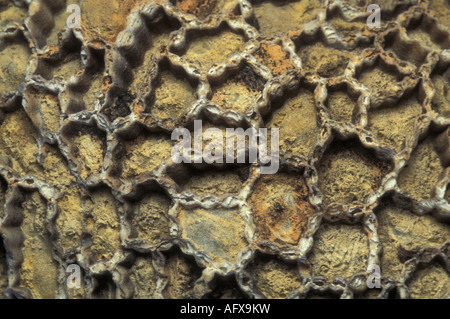 Nahaufnahme der Kette Coral fossilen Halysites Stockfoto