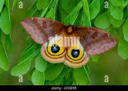 IO Motte Automeris Io weiblich auf Ahorn Samen Acer Arten USA Stockfoto