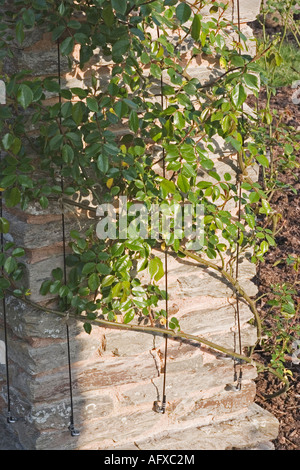 JUNGE KLETTERROSEN AUF DEN STEINERNEN SÄULEN EINER PERGOLA IM HESTERCOMBE GARDEN SOMERSET ENGLAND Stockfoto