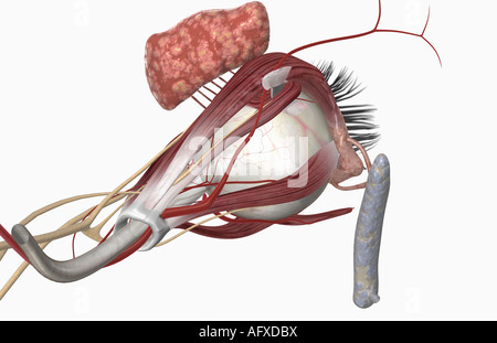 Äußere Anatomie des Auges Stockfoto