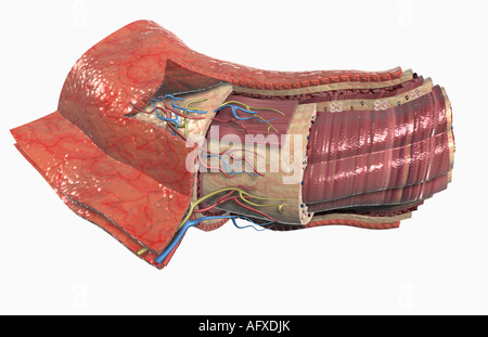 Verdauungsfördernde Rohr Histologie Stockfoto