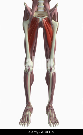 Muskeln der Oberschenkel Stockfoto
