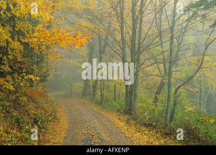 Foggy Straße im Herbst, USA, von Bill Lea/Dembinsky Foto Assoc Stockfoto