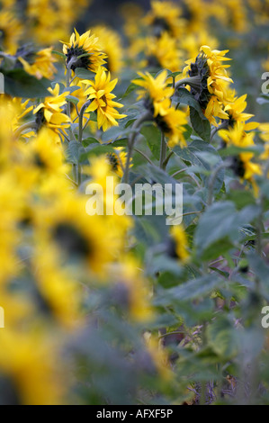 Blütenköpfchen gedreht von der Seite in einer Reihe von Sonnenblumen Helianthus Annuus Blick in Richtung Horizont im frühen Morgenlicht Stockfoto