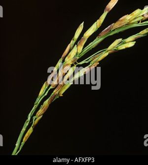 Schmutzige Ohr ein Komplex von Krankheiten auf ein Ohr Reis und Getreide Stockfoto