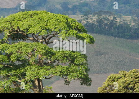 Floss-Seide Großbaum in Brasilien Stockfoto
