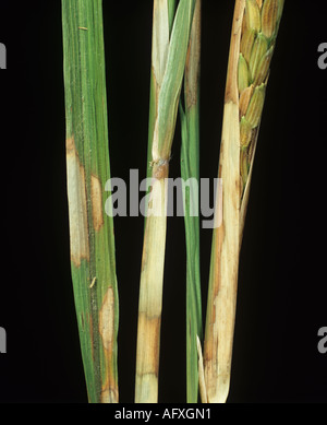 Scheide und Knollenfäule Rhizoctonia Solani gebleicht weiße Läsionen auf Reife Reispflanze Stockfoto
