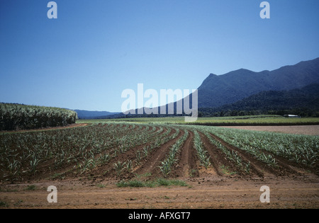 Junge Zuckerrohr neben reife Ernte in Queensland-Australien Stockfoto