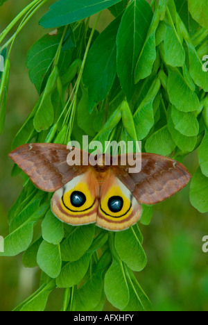 IO Motte Automeris Io weiblich auf Ahorn Samen Acer Arten USA Stockfoto