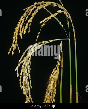 Hals Explosion Pyricularia Grisea verursacht Tote oder leere Ähren Reis Stockfoto