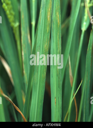 Bakterielle Blatt Streifen Xanthomonas Oryzicola Läsionen auf Reis lässt Stockfoto