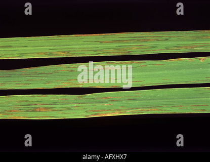 Bakterielle Blatt Streifen Xanthomonas Oryzicola Streifen auf Reis lässt Stockfoto