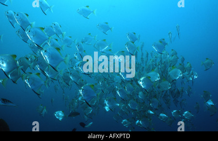Diamondfish / Silber Fledermausfischen (Monodactylus Argenteus) Schulbildung in großer Zahl Stockfoto