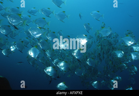 Diamondfish / Silber Fledermausfischen (Monodactylus Argenteus) Schulbildung in großer Zahl. Stockfoto