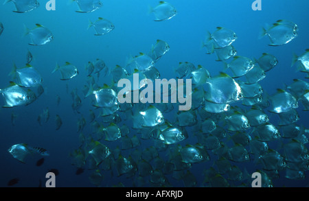 Diamondfish / Silber Fledermausfischen (Monodactylus Argenteus) Schulbildung in großer Zahl. Stockfoto