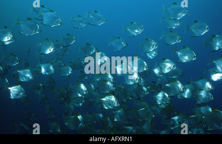 Diamondfish / Silber Fledermausfischen (Monodactylus Argenteus) Schulbildung in großer Zahl Stockfoto
