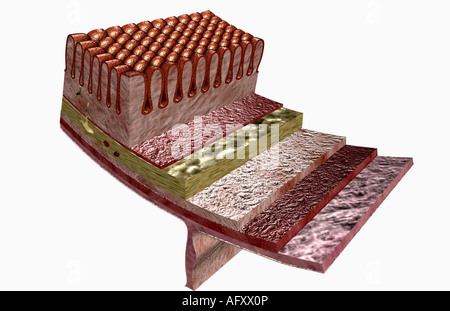 Verdauungsfördernde Rohr Histologie Stockfoto