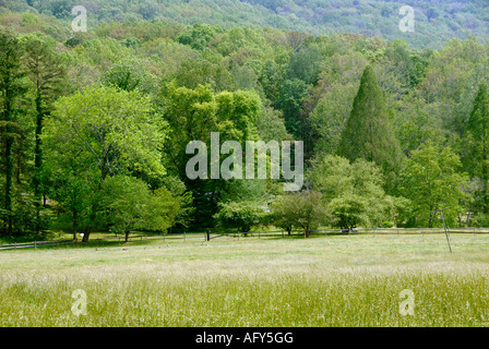 Leere Weide Stockfoto