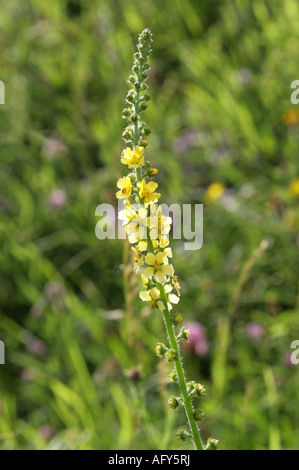 Agrimony, Agrimonia eupatoria, Rosaceae Stockfoto