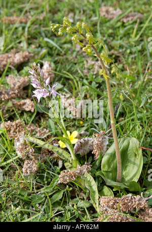 Gemeinsamen entdeckt Orchidee Dactylorhiza Fuchsii Orchidaceae und gemeinsame Nestwurzen Listera ovata Stockfoto