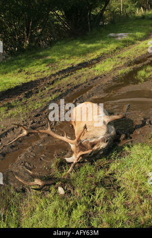 Red Deer Hirsch Cervus Elaphus suhlen im Schlamm-Schottland Stockfoto