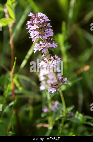 Große oder gemeinsame Thymian Thymus Vulgaris Pulegioides Labiatae Lamiaceae Stockfoto