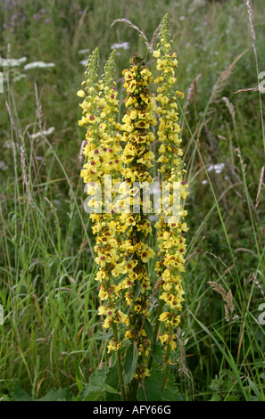 Dunkle Königskerze Verbascum Nigrum Scrophulariaceae Stockfoto