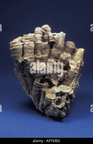 Koloniale Horn Korallen Fossil Eridophyllum coagulatum Stockfoto