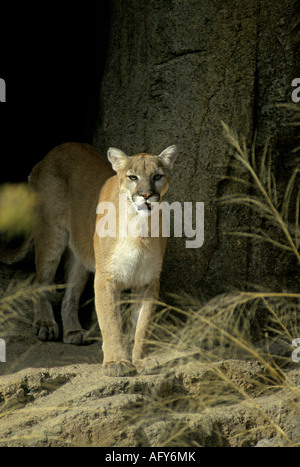 Ein Berglöwe oder Couger bezeichnet auch einen Puma Felis Concolor auf einem Felsvorsprung in den Bergen von Zentral-Arizona Stockfoto