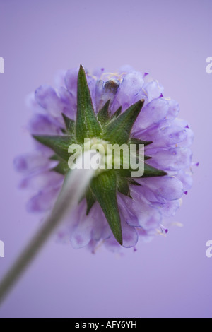 Britische Wildblumen - Feld Witwenblume Stockfoto