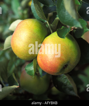 Bramley Kochen Äpfel im Obstgarten Kent UK Stockfoto