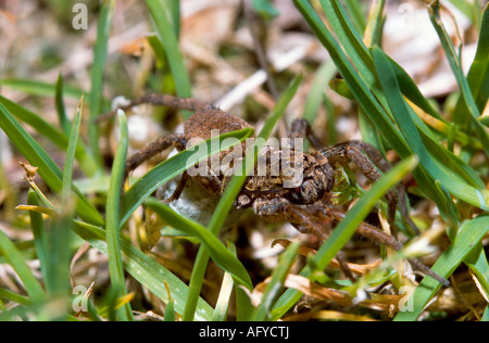 Wolfspinne Weibchen tragen Ei sac Stockfoto