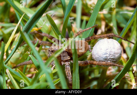 Wolfspinne Weibchen tragen Ei sac Stockfoto