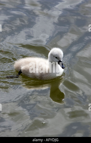 Einsamer Cygnet Baby Swan River Stour Sudbury Suffolk England schwimmen lernen Stockfoto