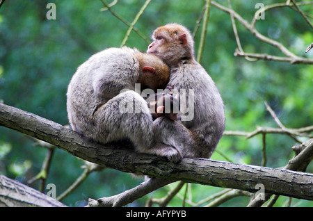 Berberaffen mit baby Stockfoto