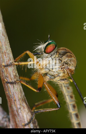 Ein Räuber fliegen Asilidae in Khai Yai Nationalpark Thailand Stockfoto