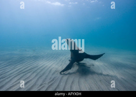 Argentinien Chubut Provinz Puerto Piramedes Unterwasser-Blick der südliche Seelöwen Stockfoto