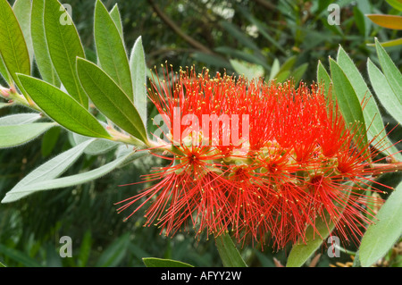 Australische Flasche Bürste Zylinderputzer Citrinus Splendens ursprünglich aus Australien, die Blüte im Wintergarten in Schottland Großbritannien Stockfoto