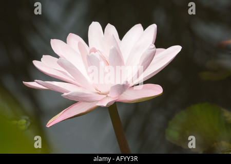 Santa Cruz Seerose Victoria Cruziana stammt aus Argentinien und Brasilien Stockfoto