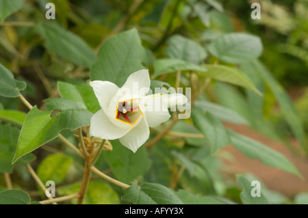 St Helena Ebenholz (Trochetiopsis Ebenus) Blume mit sekundären Pollenpräsentation, endemisch auf St. Helena, vom Aussterben bedroht Stockfoto