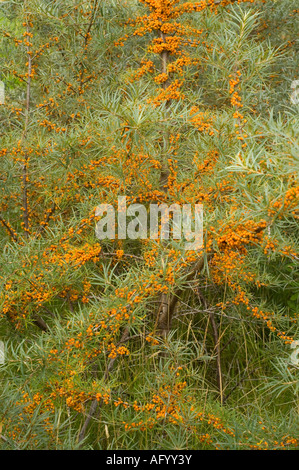 Meer Buckthorne Hippophae Rhamnoides fruchttragenden Sanddünen Tentsmuir Wald NE Küste von Fife Schottland UK September Stockfoto