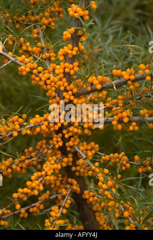 Meer Buckthorne Hippophae Rhamnoides Fruchtkörper auf Sanddünen Tentsmuir Wald NE Küste von Fife Schottland UK September Stockfoto