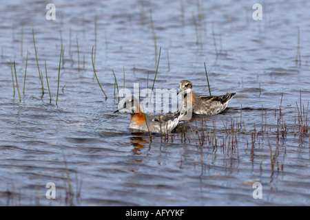 Männliche und weibliche Red necked Phalaropes Schwimmen im Loch Funzie Fetlar in den Shetlands Stockfoto