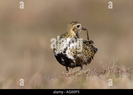 Europäische Goldregenpfeifer im Sommer Gefieder auf Yell in der Shetlands3 Stockfoto