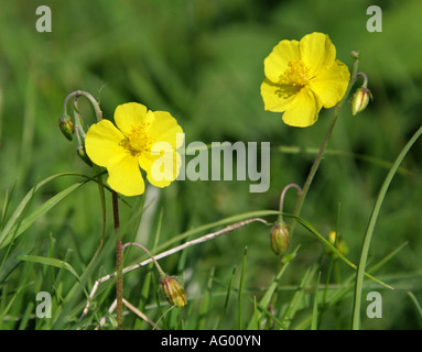 Gemeinsamen Rock Rose Helianthemum Nummularium Cistaceae Stockfoto