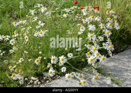 Geruchlos Mayweed Matricaria Perforata und gemeinsamen Mohn Papaver rhoeas Stockfoto