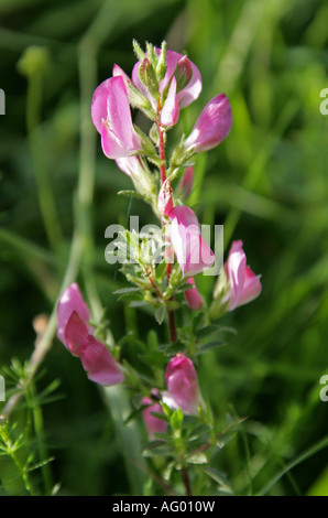 Stachelige Rest Egge, Restharrow, Ononis Spinosa, Fabaceae (Leguminosae) Stockfoto